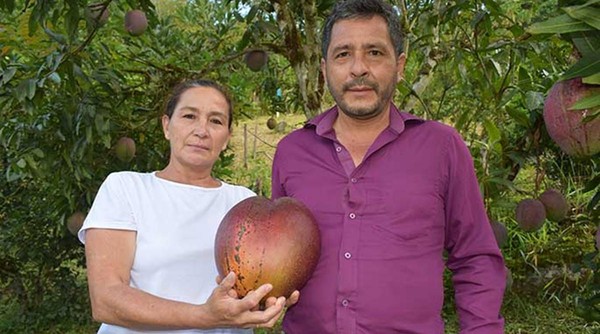 Rekor Mangga Terbesar di Dunia, Beratnya 4,25 Kilogram