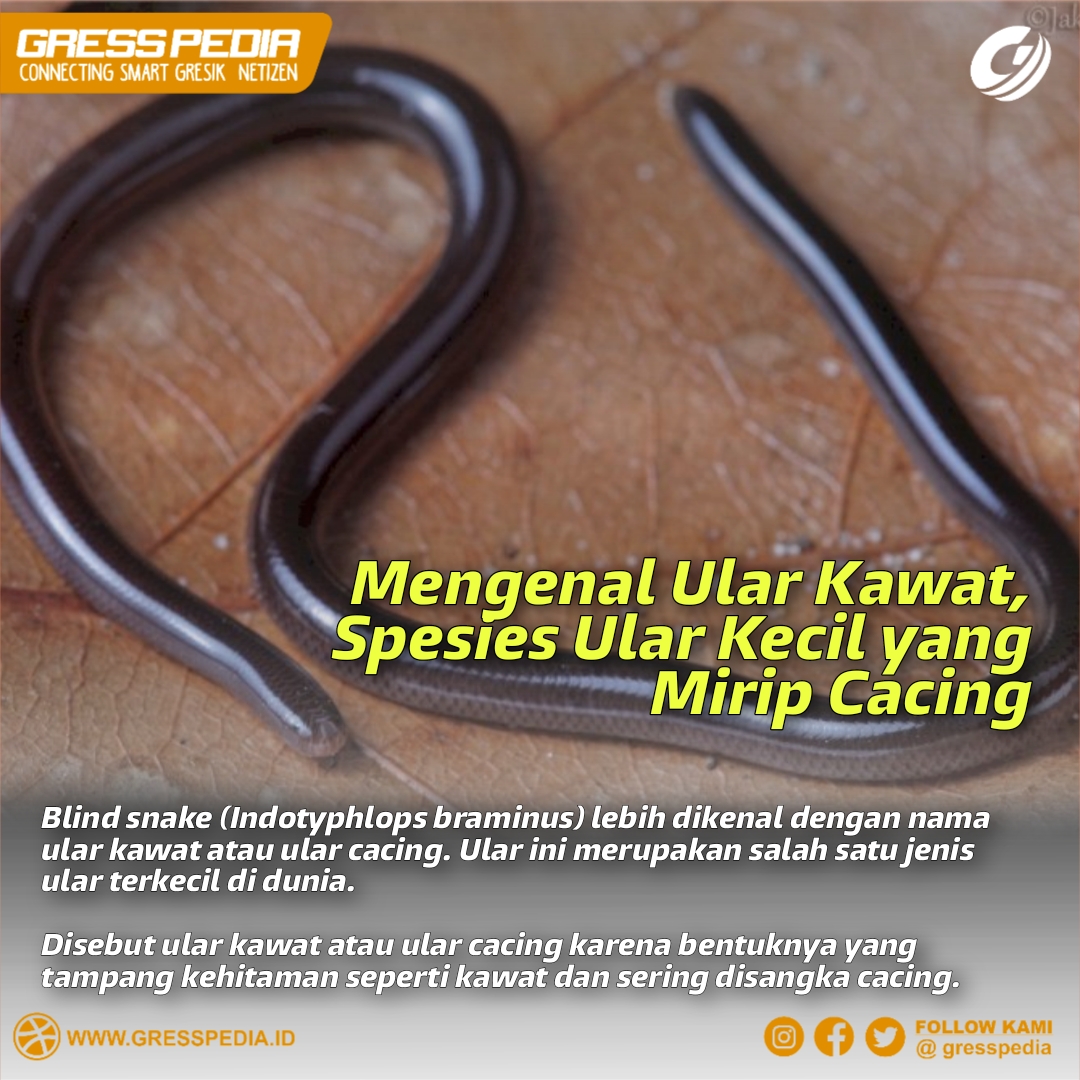 Mengenal Ular Kawat, Spesies Ular Kecil yang Mirip Cacing