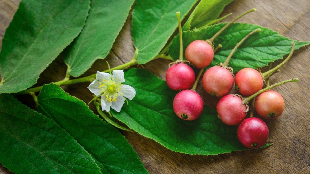 Mengenal Buah Keres Serta Manfaatnya