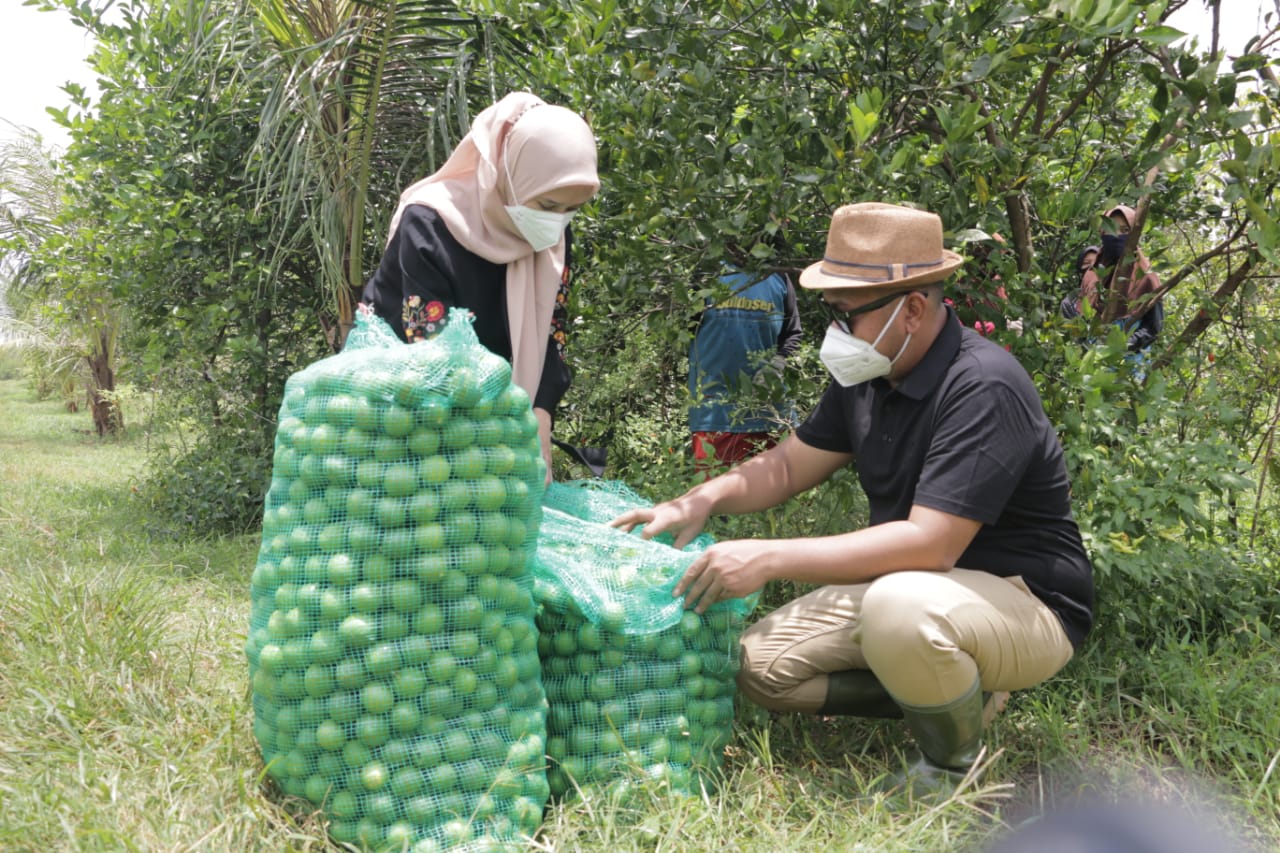 Ditemani Sang Istri, Bupati Gresik Panen Jeruk Bareng Petani
