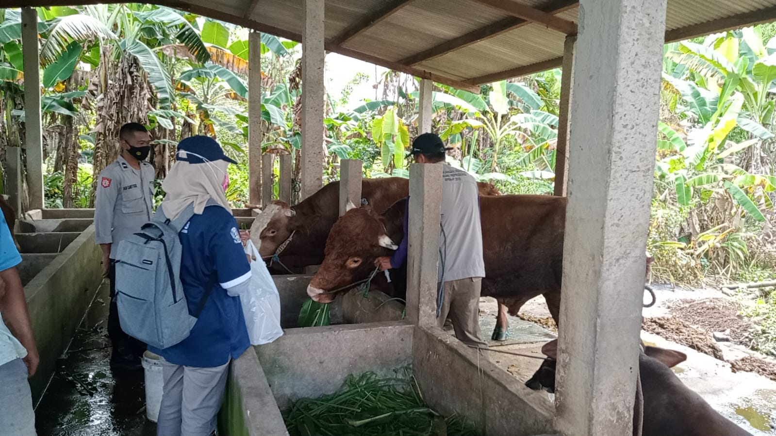 Bhabinkamtibmas Polres Gresik Rutin Pantau Perkembangan PMK