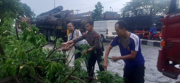 Polisi Bantu Evakuasi Pohon Tumbang di Jalan Raya Nasional Duduksampeyan