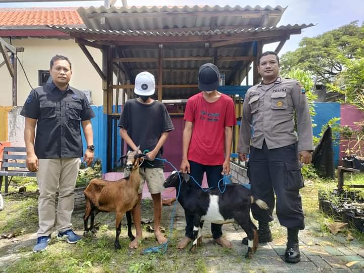 Polisi Gresik Ringkus Pemuda Curi Kambing Disembunyikan dalam Sarung di Duduksampeyan