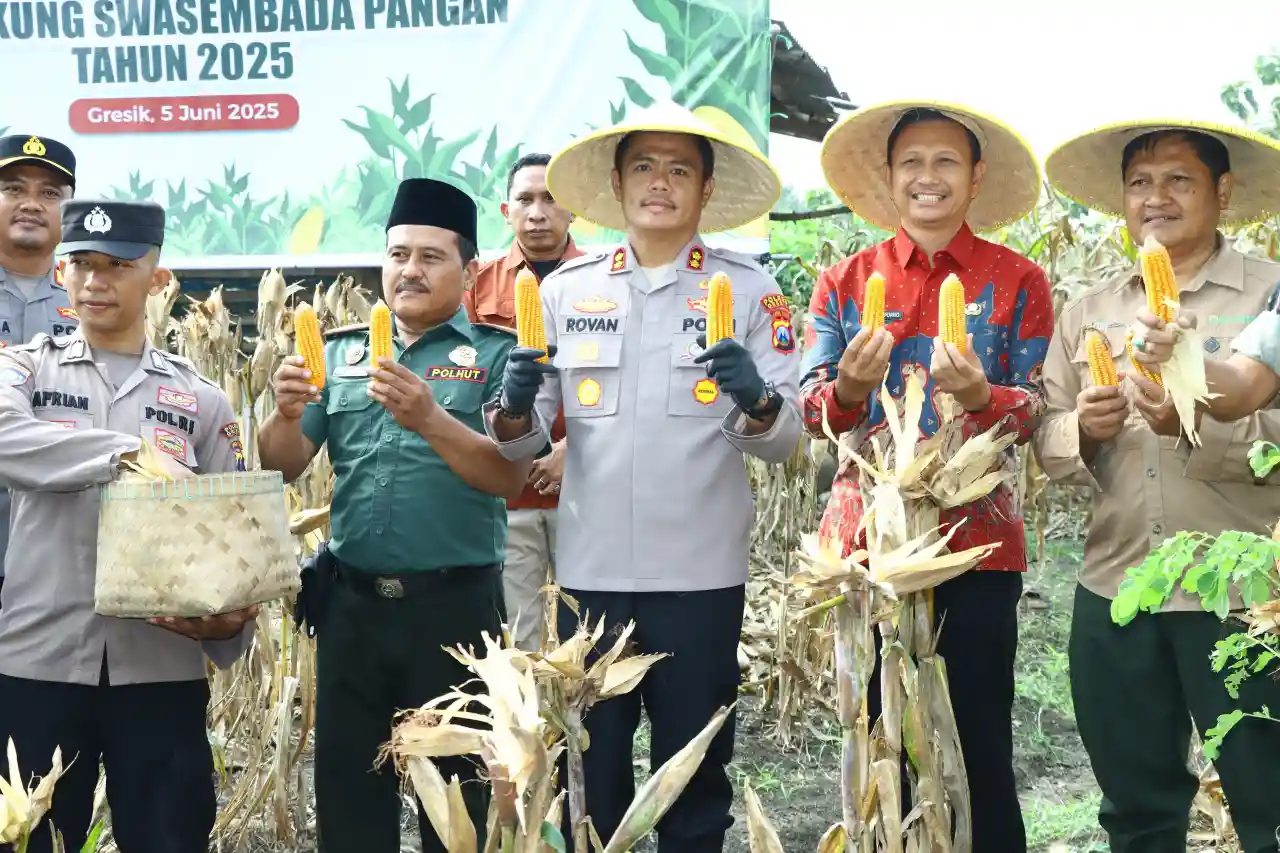 Kapolres Gresik Ikut Panen Raya Jagung, Dukung Swasembada Pangan 2025