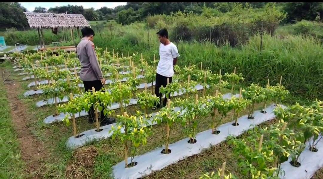 Polsek Sangkapura Turun Langsung Dukung Ketahanan Pangan, Tinjau Budidaya Cabai di Patarselamat