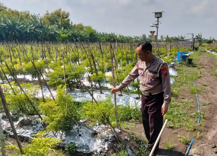 Polsek Menganti Laksanakan Pengecekan Tanaman Cabai di Desa Bringkang untuk Mendukung Ketahanan Pangan
