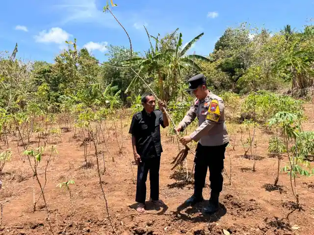 Polsek Tambak Laksanakan Pengecekan Tanaman Ubi Kayu di Desa Tanjungori untuk Dukung Ketahanan Pangan